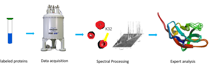 Figure 1. Workflow for protein structure determination by NMR