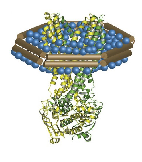 Incorporation of membrane  protein in nanodisc