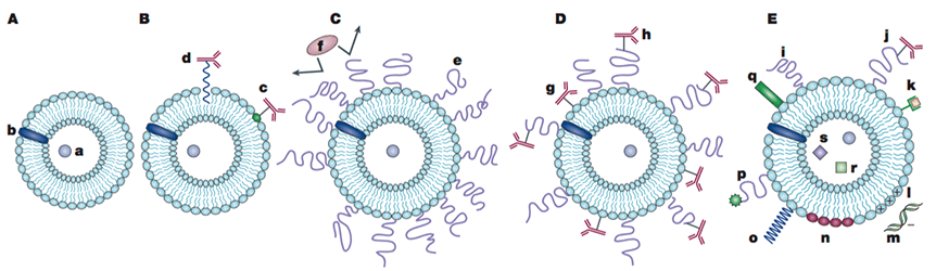 Figure 1. Novel functional liposomes. Traditional liposomes (A); Antibody-targeted immunoliposome (B); Long circulating liposomes with protective polymers such as PEG (C); Long-circulating immunoliposome (D); New-generation liposomes with different modifications (E). (V. P. Torchilin, 2005)