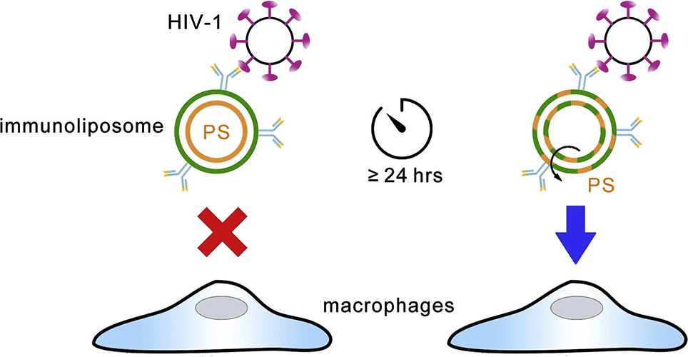 Figure 1. Schemed diagram of PS-containing immunoliposomes which can escape from the immune system for a long time to optimize binding to a selected pathogen such as HIV-1. (R. A. Petazzi, et al., 2015) 