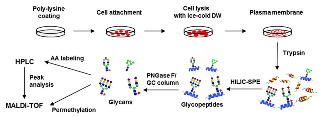 Overall strategy of a cell surface N-glycan analysis through the  adhesion-based isolation of the plasma membrane