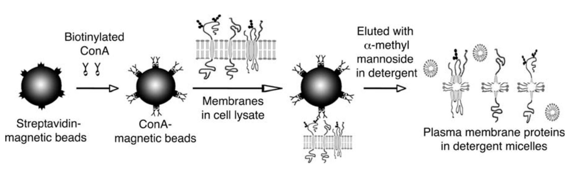 Plasma Membrane Protein Isolation - Creative Biostructure