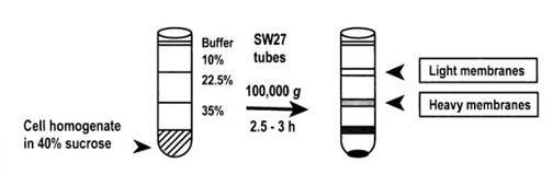 Subcellular fractionation of the cell homogenate from T lymphocyte  cells produced plasma membrane fractions with specific gravity of 1.034 –1.09  g/ml (light membranes) and 1.09 –1.136 g/ml (heavy membranes)n