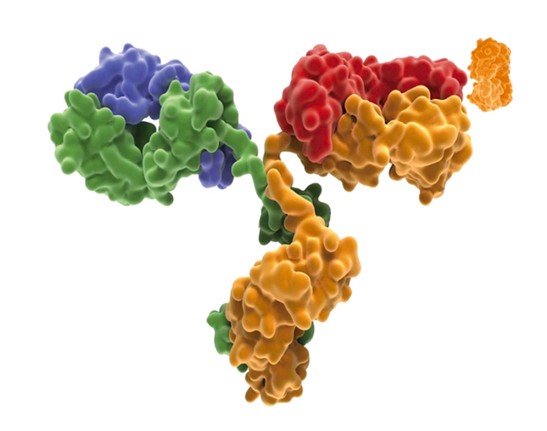 Crystallization of Antibody-Antigen Complexes