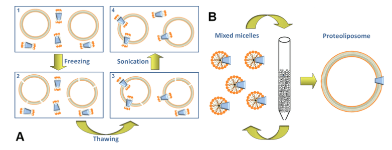 Figure 1. Schemed representation of preparation of proteoliposome. Freeze-thaw sonication is consist of the following four steps: (1) mixture of liposome, protein and detergent; (2) freezing of the mixture; (3) Protein which solubilized in detergent has inserted into the membrane by slow thawing; (4) mild sonication facilitates the sealing of proteoliposomes. (M. Scalise, et al., 2016)