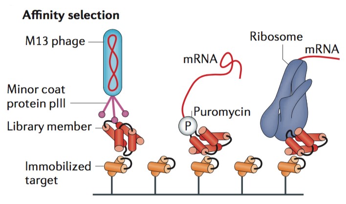 Selection for Binding Affinity