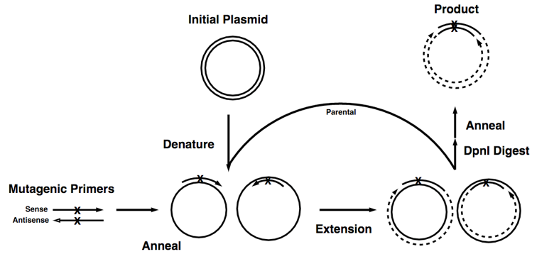 Figure 1. The basic process of site-directed mutagenesis.