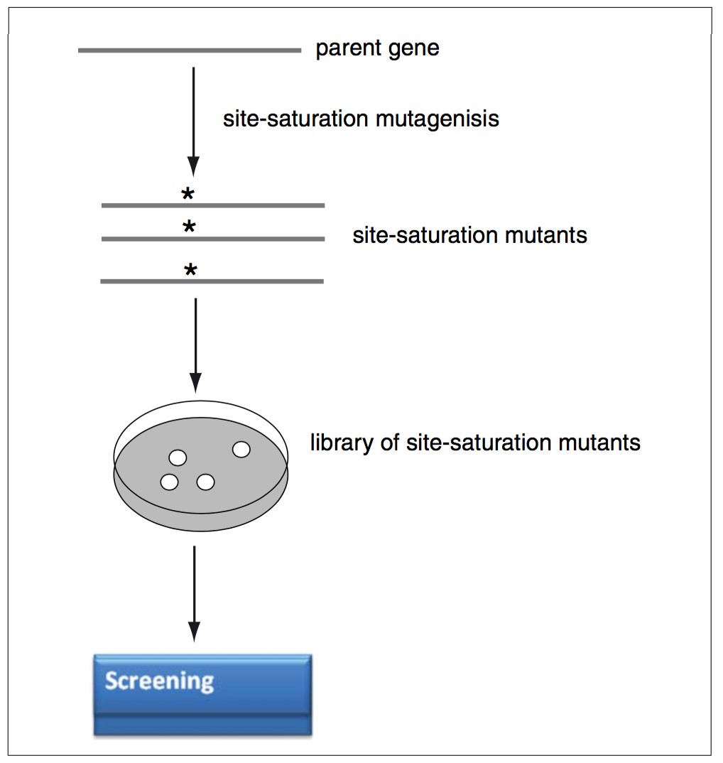 Figure 1. The main experimental steps of an in vitro–directed evolution process using site-saturation mutagenesis.