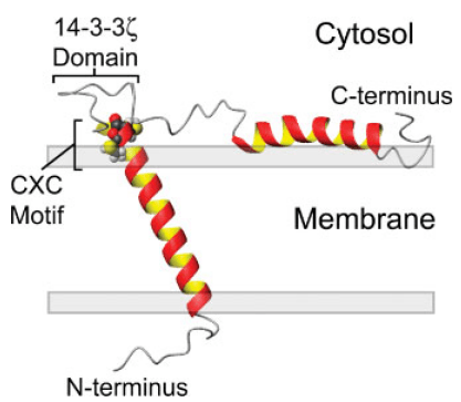 Custom MemPro™ Stannin (SNN) Membrane Proteins Services