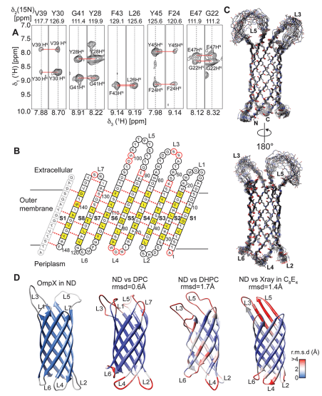 Figure 1. Structure determination of OmpX in nanodiscs. (Hagn, F. 2013)
