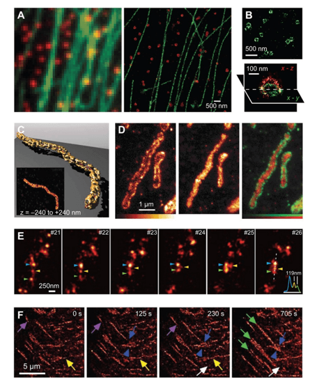 Examples of super-resolution images of biological samples. (a) Two-color STORM imaging of immunostained microtubule (green) and clathrin-coated pits (red). (b) 3D STORM images of clathrin-coated pits. (c) 3D two-color STED microscopy of the mitochondria outer membrane immunostained for the tom20 protein (left panel) and the mitochondria matrix immunostained for the matrix protein Hsp60 (center panel). (d) STED images of synaptic vesicles in live neurons at a frame rate of 28 fps. (e) Live-cell imaging of a focal adhesion complex.