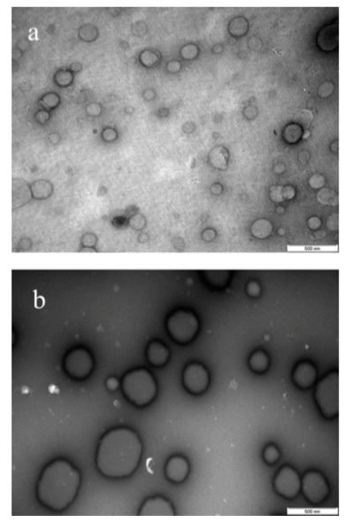 Figure 1. TEM images of liposomes prepared by extrusion (a) and sonication (b). (M. M. Lapinski, et al., 2007)