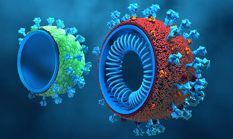 Virus-like Particle Construction