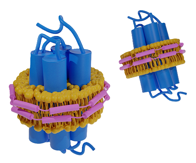 Basic structure of assembled nanodiscs with embedded membrane proteins.