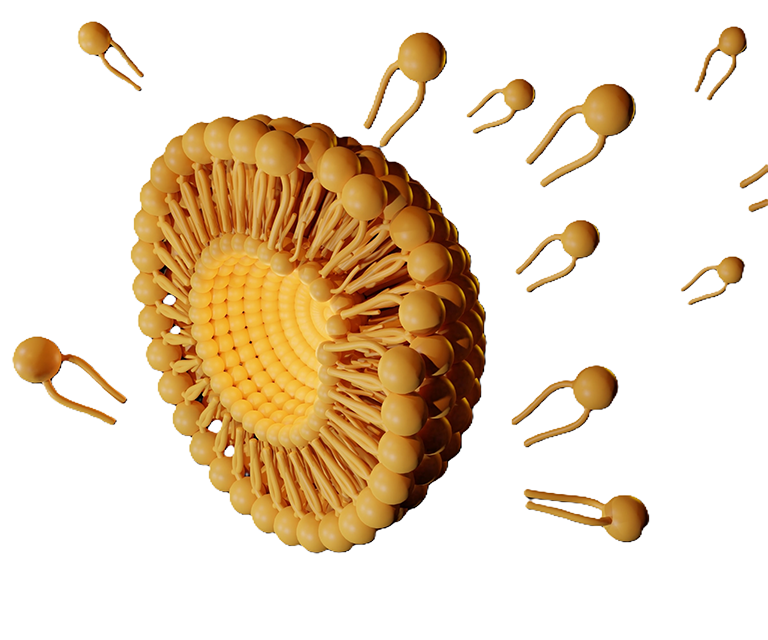 Schematic diagram of the structure of a liposome.