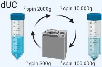 Schematic of differential ultracentrifugation-based exosome isolation.