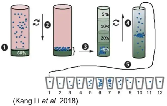 Schematic of density gradient
                        centrifugation-based exosome isolation.