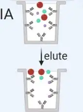 Schematic of immunoaffinity capture-based exosome isolation.