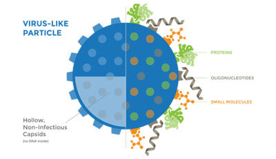 Creative-Biostructure, Protein Structure And Characterization, Drug ...