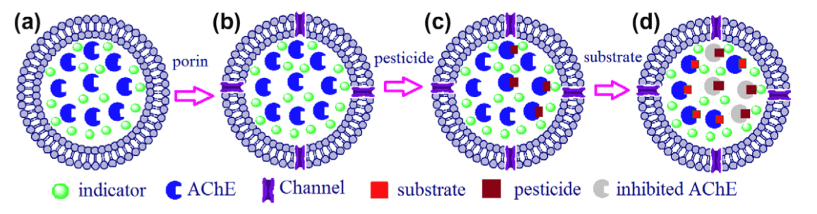Illustrations of the AChE-based inhibitor liposome bioreactor: (a) The enzyme and pyranine were encapsulated into liposomes as entrapments; (b) Membrane-embedded porins faciliate the free transport of substrate and pesticide into the liposomes; (c) After incubation of the sample, The sensitive pesticides analysis was done in this AChE/liposome biosensor; (d) After incubation, the substrate was added and the inhibition reaction was monitored over time. (J. Yan, et al., 2013) 