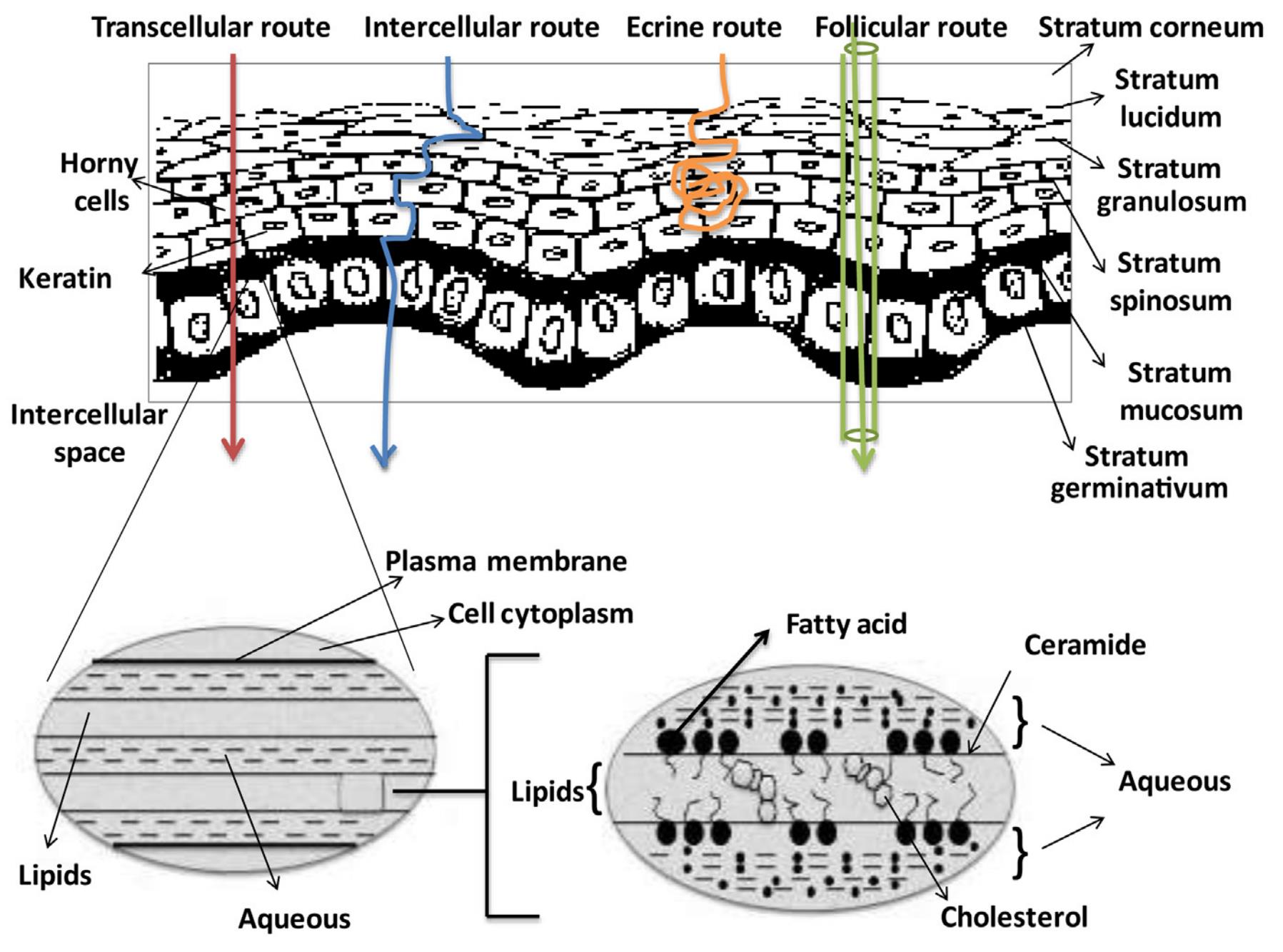 Figure 1. Illustration of liposome skin permeation process.