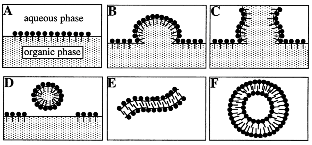 Figure 2. Diagram of the suggested formation mechanism for GUVs. Initially there is an ordered monolayer of phospholipids at the interface between an aqueous and an organic phase (A).During evaporation, bubbles form (B) that rupture the phospholipid film into fragments (C).The resulting phospholipid monolayer fragments fuse to bilayers (E), which spontaneously vesiculate (F). An alternative way for the formation of bilayered phospholipid fragments (D) involves micellar structures having entrapped liquid organic solvent.
(ALEXANDER MOSCHO et al. Rapid preparation of giant unilamellar vesicles.)

