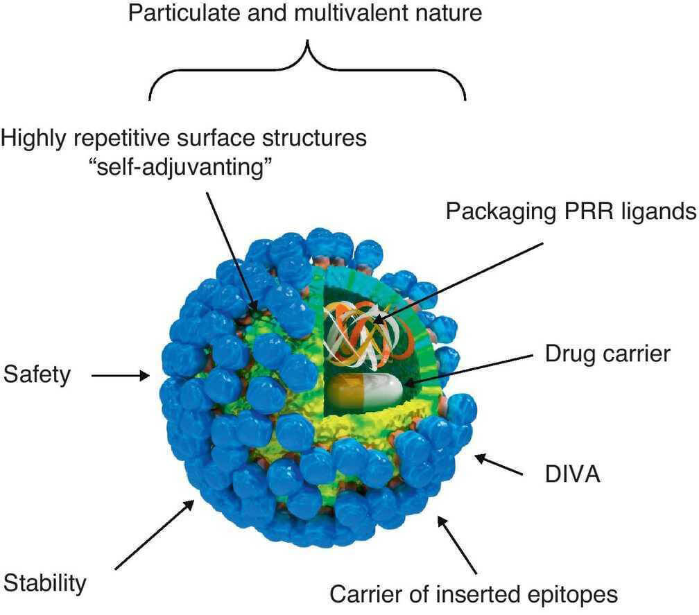 virus like particle review
