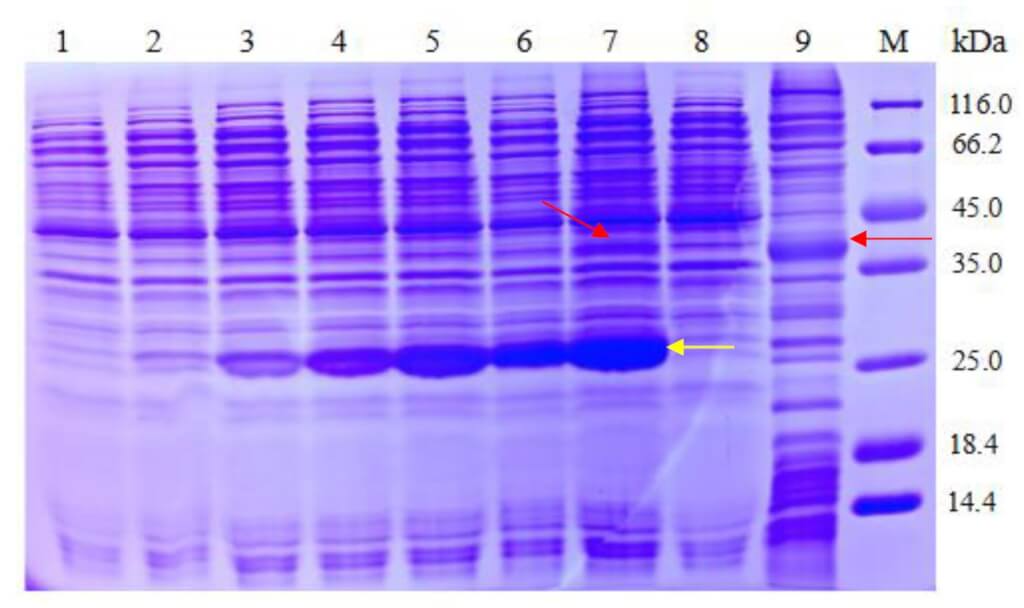 Detection of F2 receptor in supernatant with varying Nanodiscs concentration gradient.