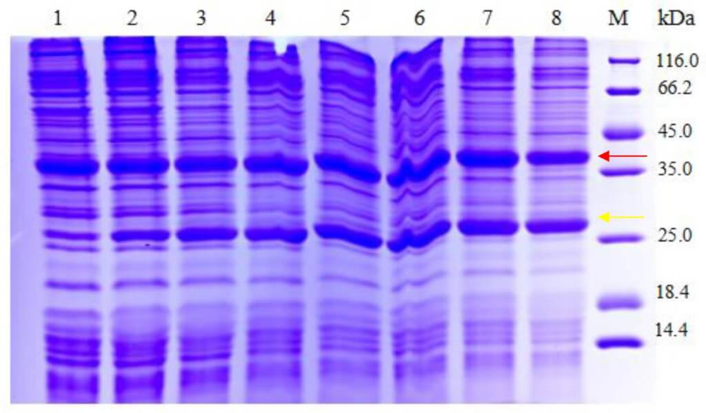 Detection of F2 receptor in precipitation across a Nanodiscs concentration gradient.