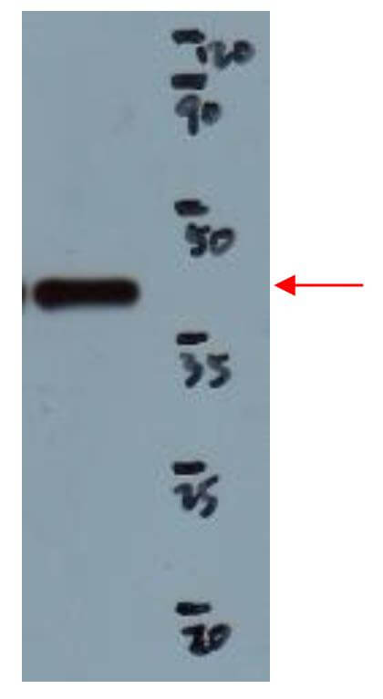 Western blot analysis illustrating the purified F2-nanodiscs complex.