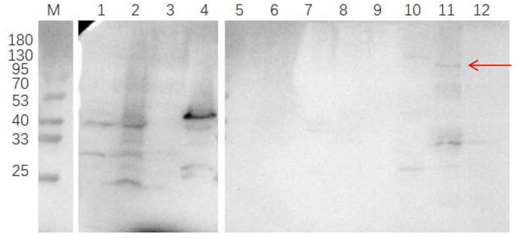 Western blot analysis of mouse B protein within tissue samples.