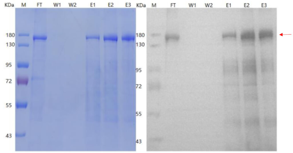 Combined SDS-PAGE and Western blot analysis of the purified R1 complex.