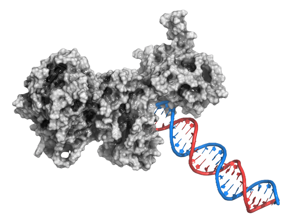 Schematic diagram of gene-directed protein synthesis.