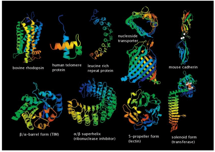 Overview of various protein structures.