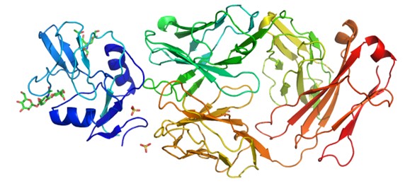 Protein structure of Fab-antigen complex determined by X-ray crystallography.