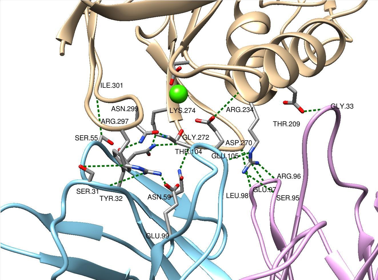 Antibody CDR interaction with CDXX receptor, Cryo-TEM analysis.