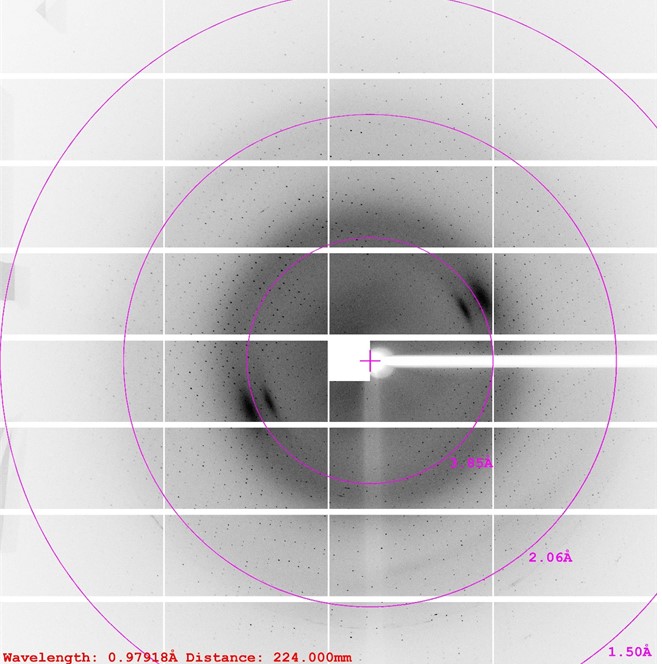 Protein crystal diffraction pattern for structural analysis using X-ray crystallography.