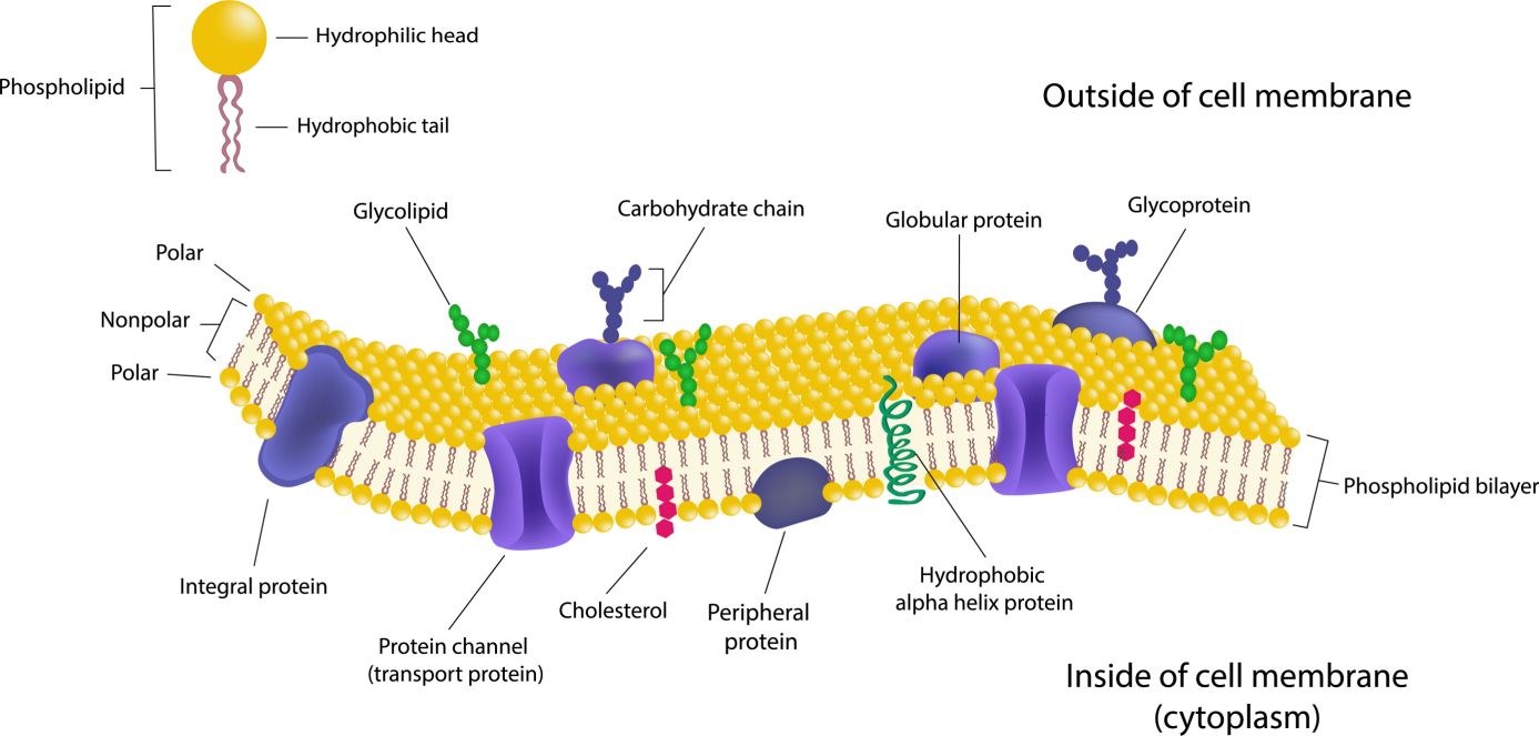 Phospholipid bilayers structure of cell membrane or cytoplasmic membrane.