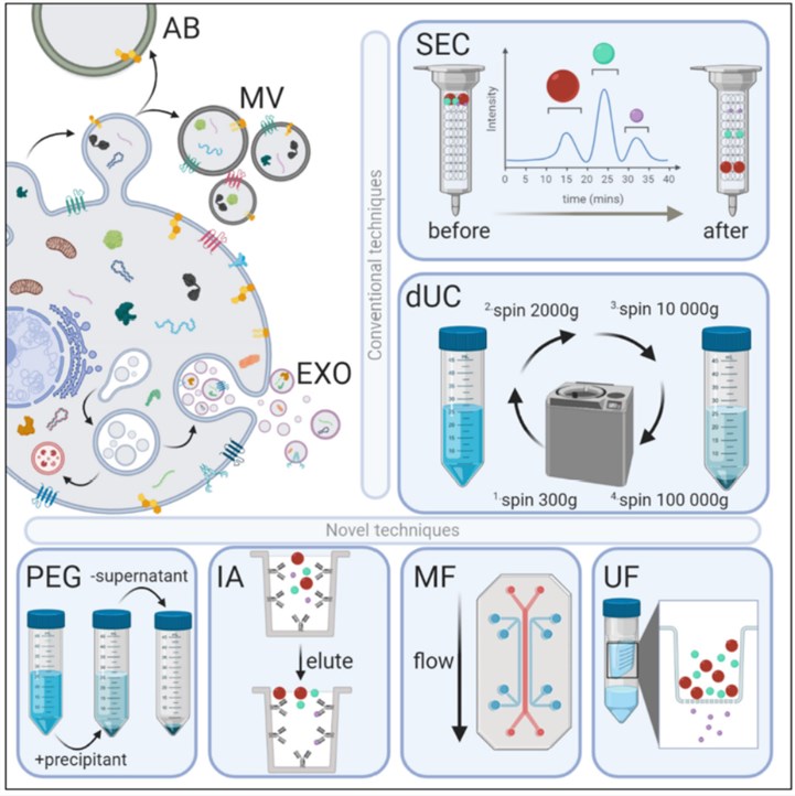 Extracellular vesicle (EV) biogenesis, subpopulations, exosome isolation methods