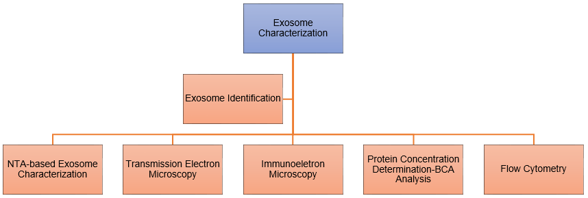 Exosome Characterization Services