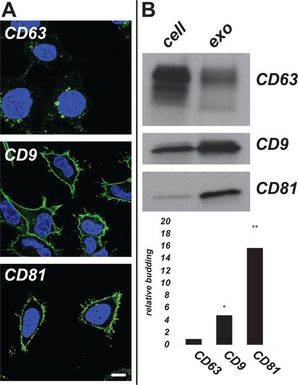 Plasma membrane-localized exosome cargoes CD9 and CD81 display higher relative budding than endosome-localized CD63.