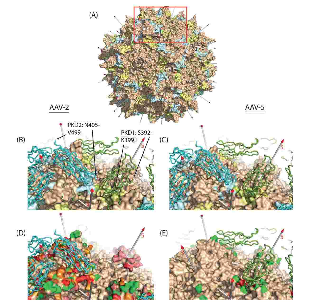 Sites of Adeno-associated virus (AAV) interactions with AAV receptor (AAVR).