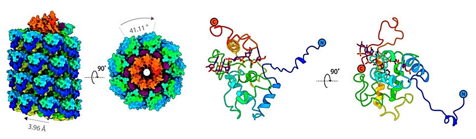The cryo-EM structure of AltMV VLP.