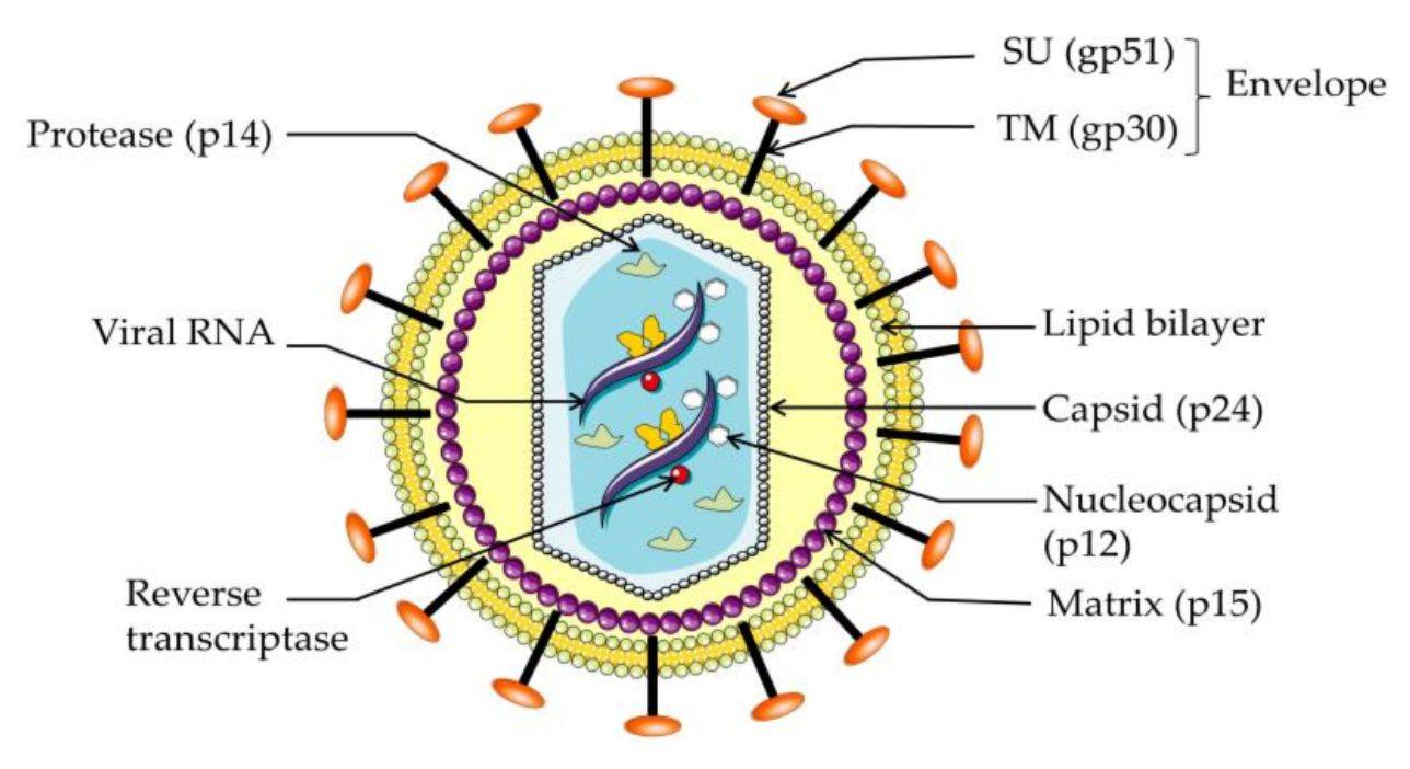 Schematic structure of bovine leukemia virus (BLV) virus particles.