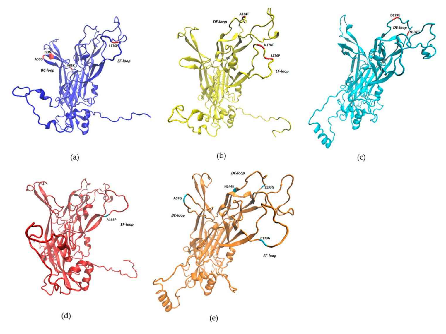 The 3D structures of BPV L1 protein.