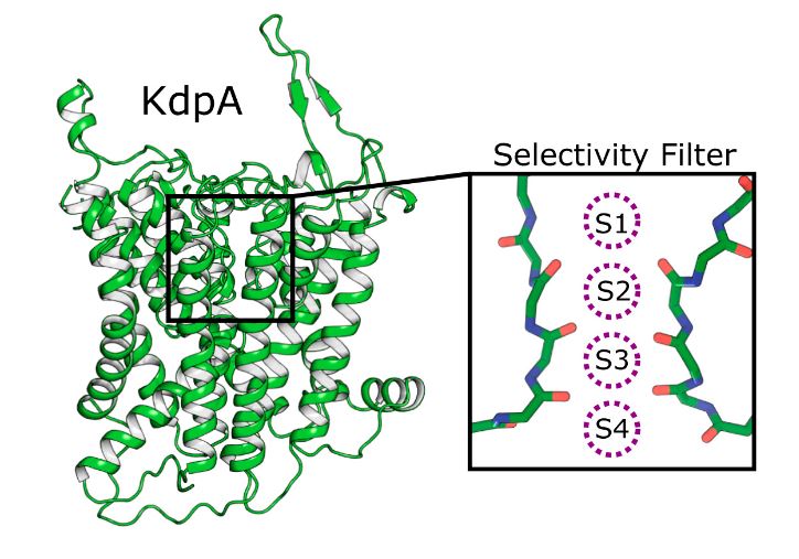 Four binding sites for K+ in SKT protein KdpA.