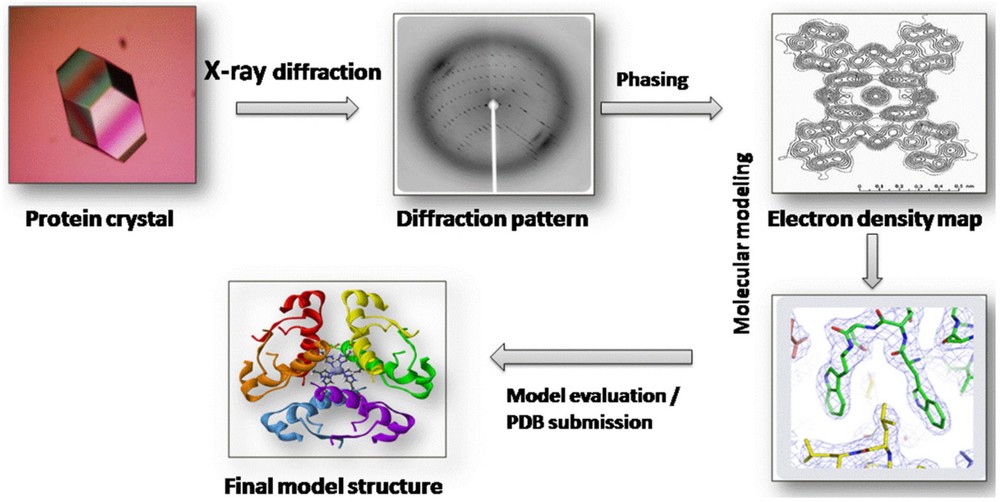 Schematic diagram of the X-ray crystallography workflow for protein structure determination, from crystal growth to data analysis.