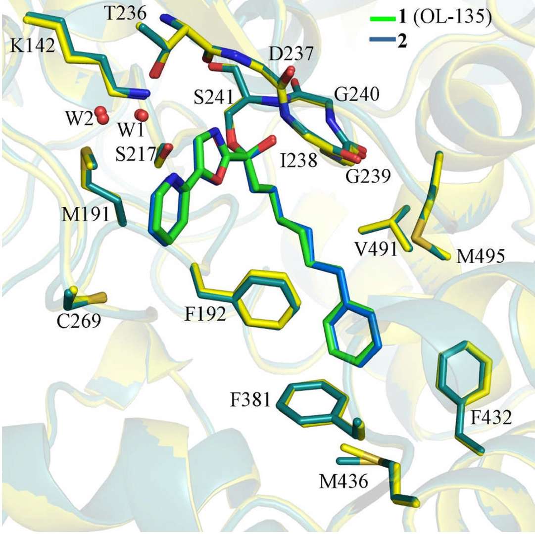 Binding modes of inhibitors 1 (green) and 2 (blue) in FAAH protein structures, with protein backbones in yellow and dark green.