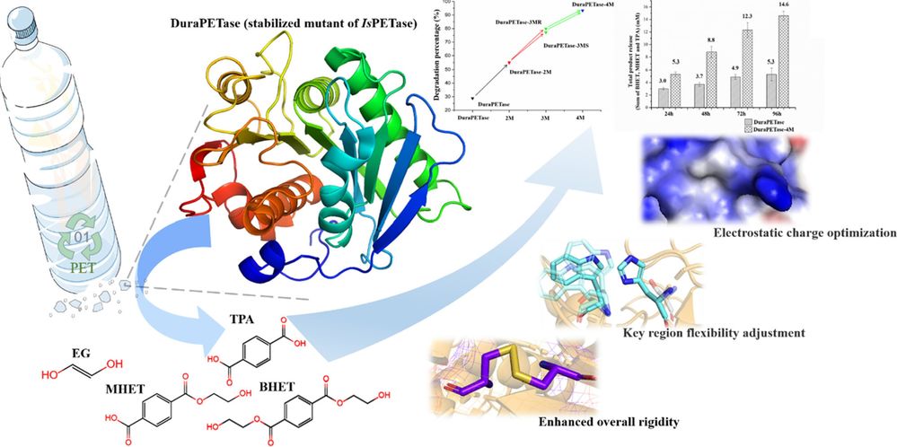 Illustration of DuraPETase-4M design, showing modifications for enhanced PET biodegradation, including disulfide bonds, flexibility adjustments, and charge optimization.