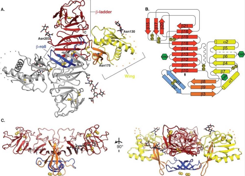 NS1 dimer structure highlighting domain organization, disulfide bonds, glycosylation sites, and disordered regions. Topology and perpendicular views included.